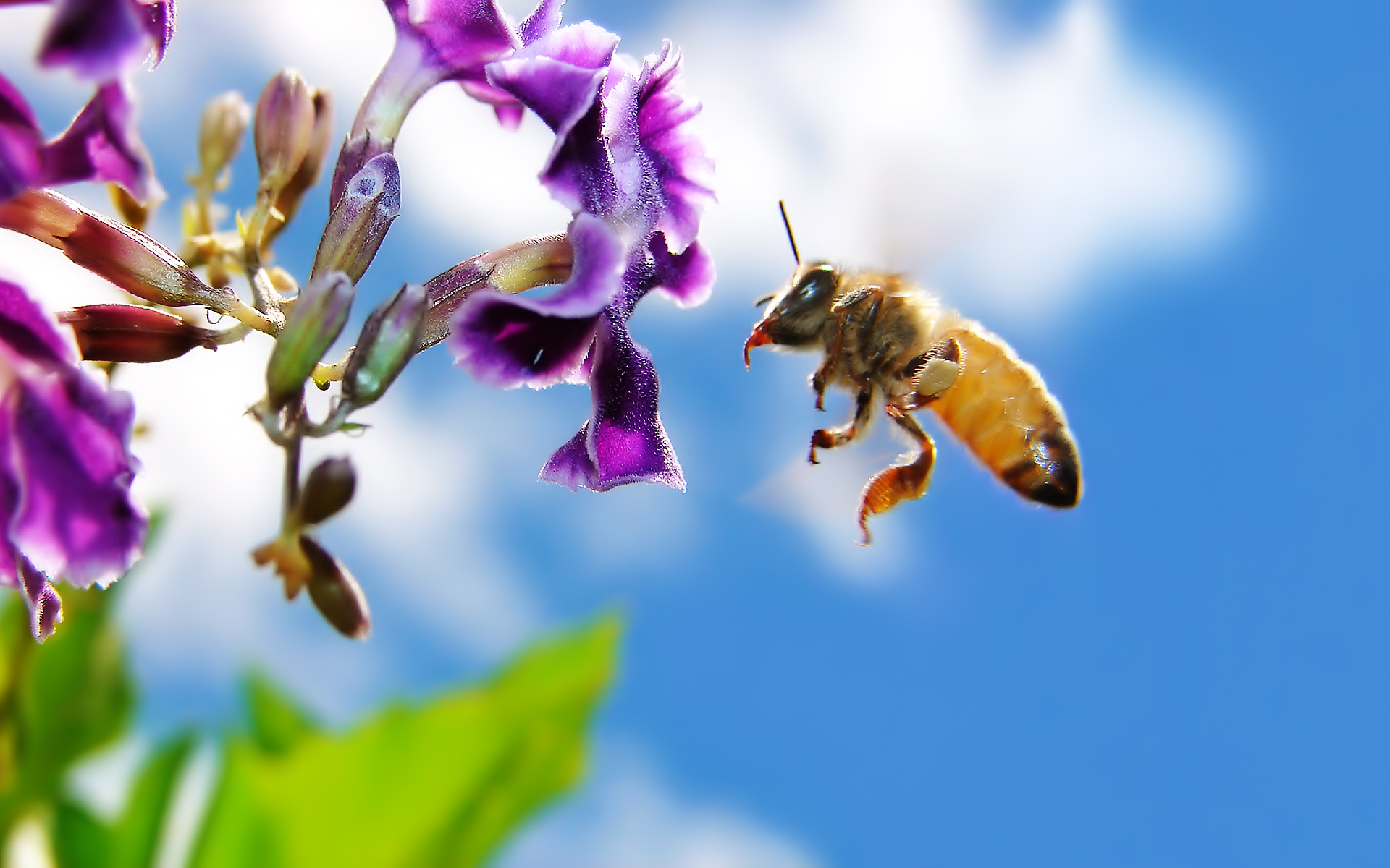 Bee on Flower Widescreen968944252 - Bee on Flower Widescreen - Widescreen, flower, Arctic